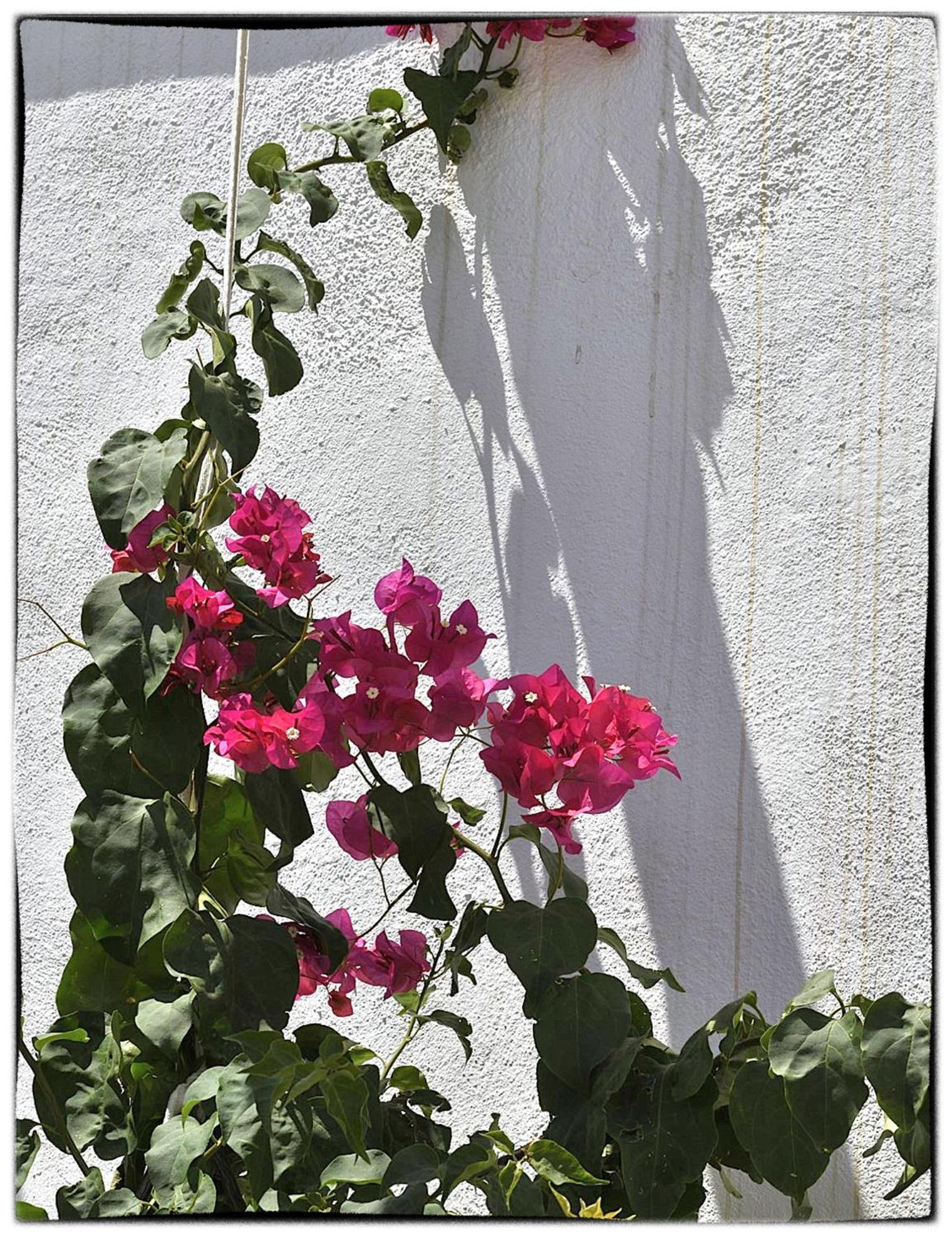 Daire Theasis Sifnos Platis Gialos (Sifnos)